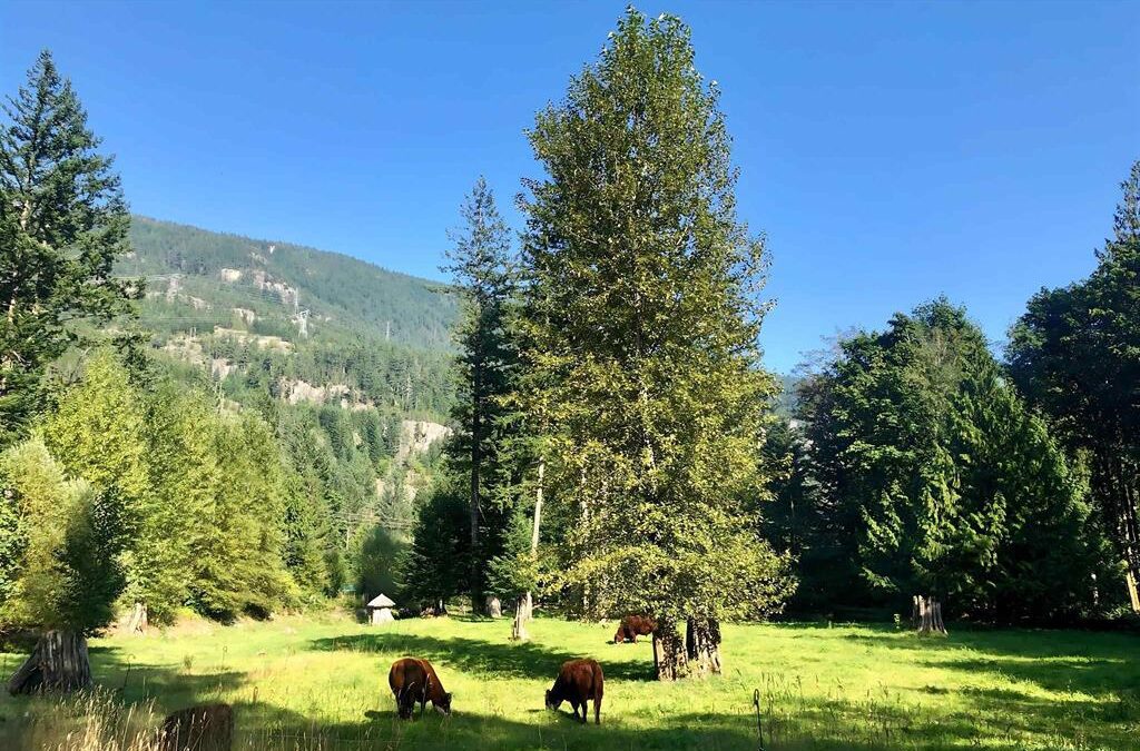 A Nature Lover’s paradise on Paradise Valley Road, Squamish