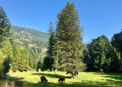A Nature Lover’s paradise on Paradise Valley Road, Squamish